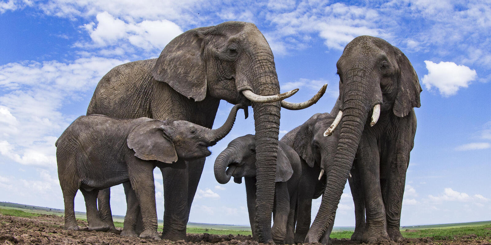 BIGGEST MAMMAL ON LAND (ELEPHANTS)-Biggest Things in the World