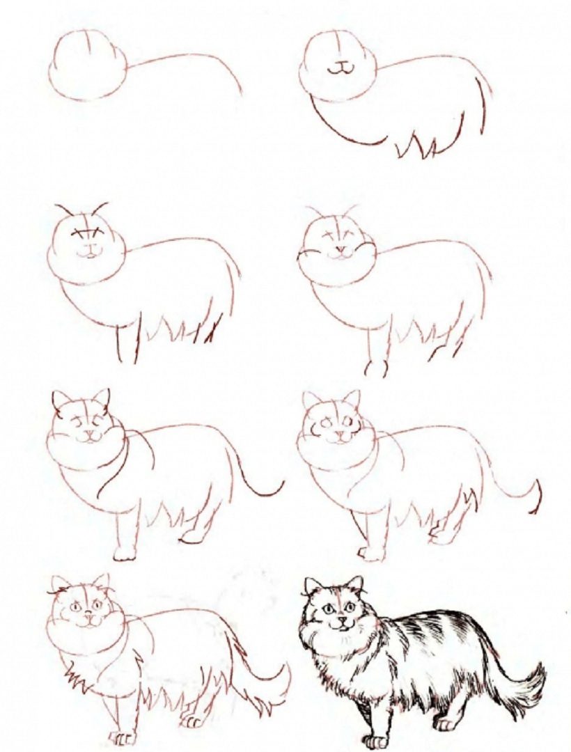 Persian Cat.How to Draw a Cat|20 Easy Cat Drawing Ideas (Step-By-Step)