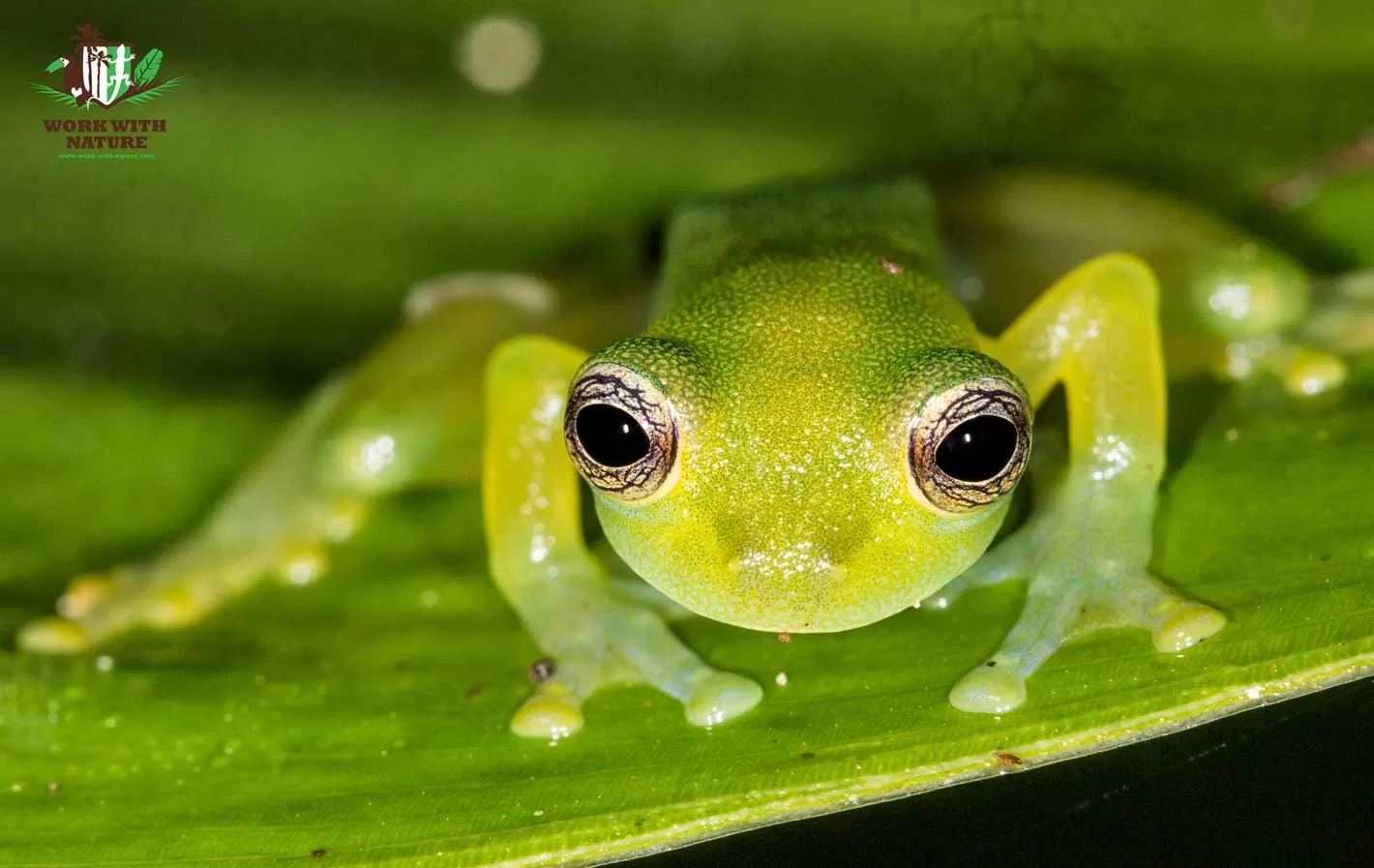 Diane's Bare-Hearted Glass Frog (Hyalinobatrachium dianae)-Cute Frog Breeds and Their Stories