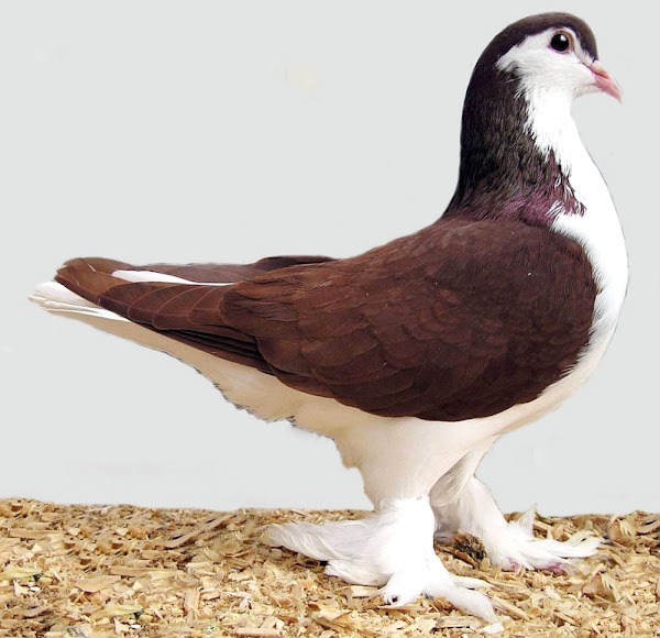 Lahore Pigeon-Most Beautiful Pigeon In The World