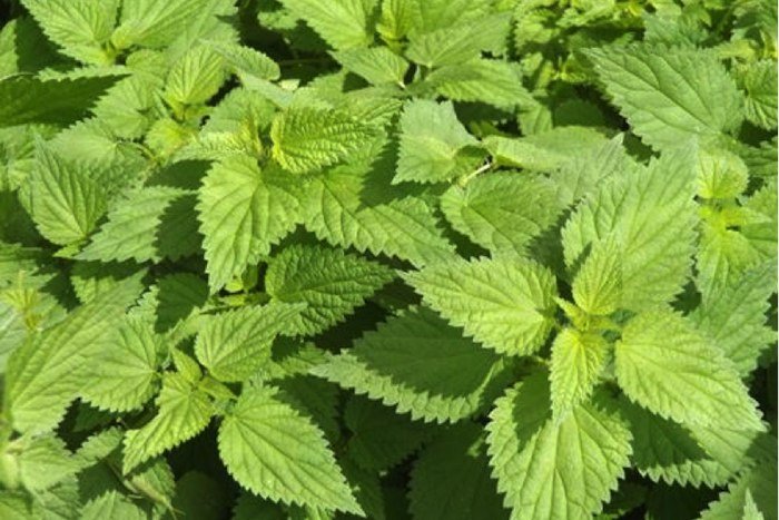 Stinging Nettle-Herbs for Thicker Hair Growth