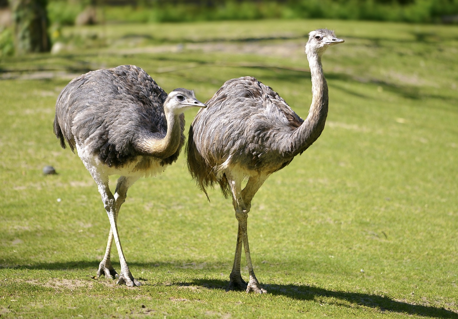 Rheas-Biggest Birds In The World