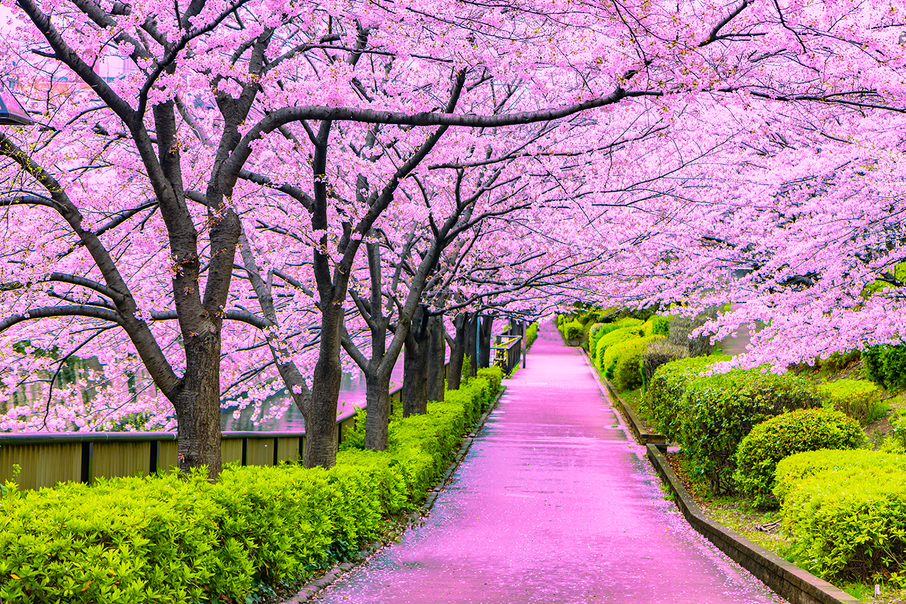 Cherry Blossom-Most Beautiful Flowers in the World (Pictures)