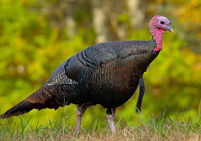 Turkeys-Biggest Birds In The World