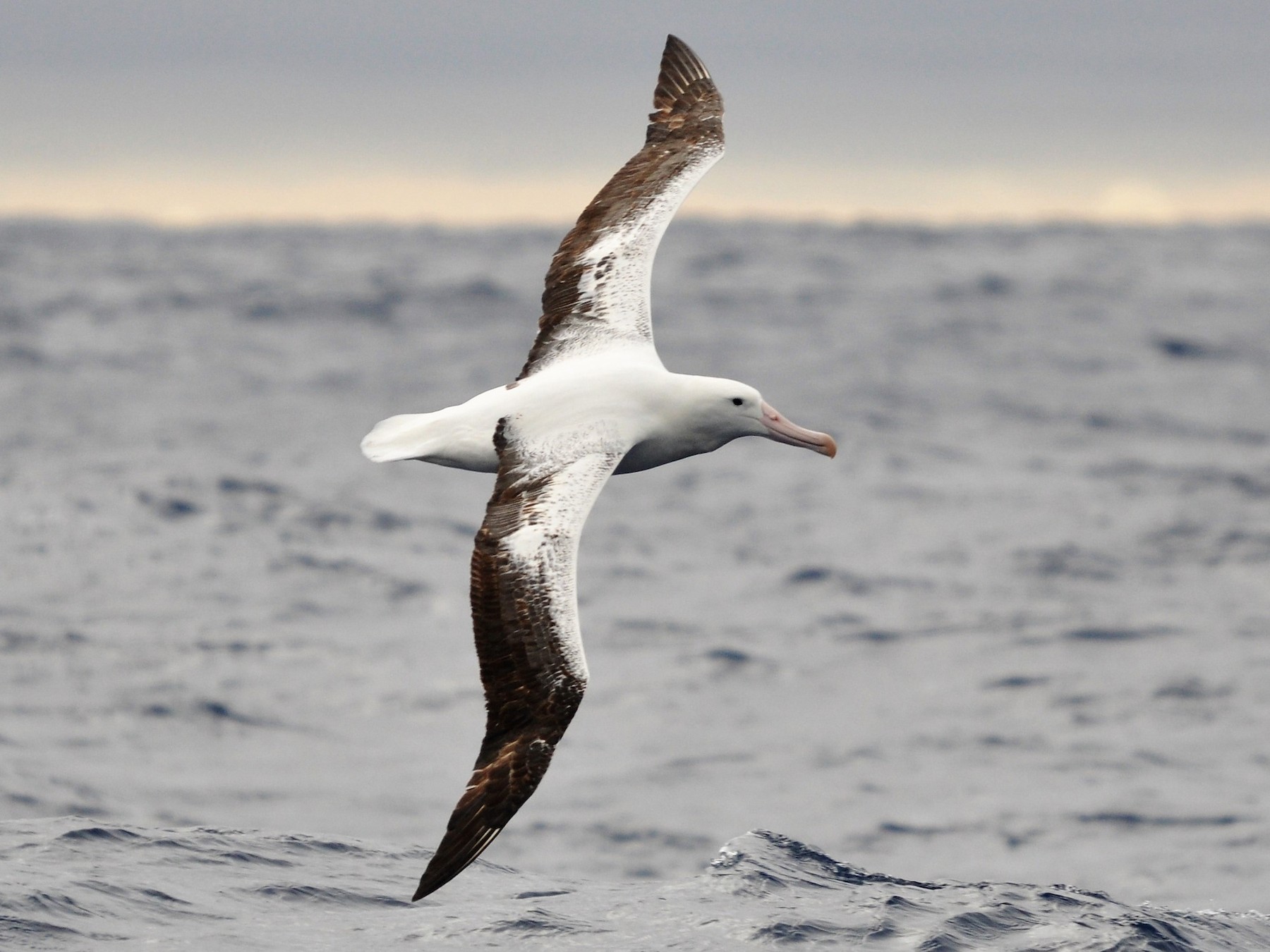 Albatross-Biggest Birds In The World