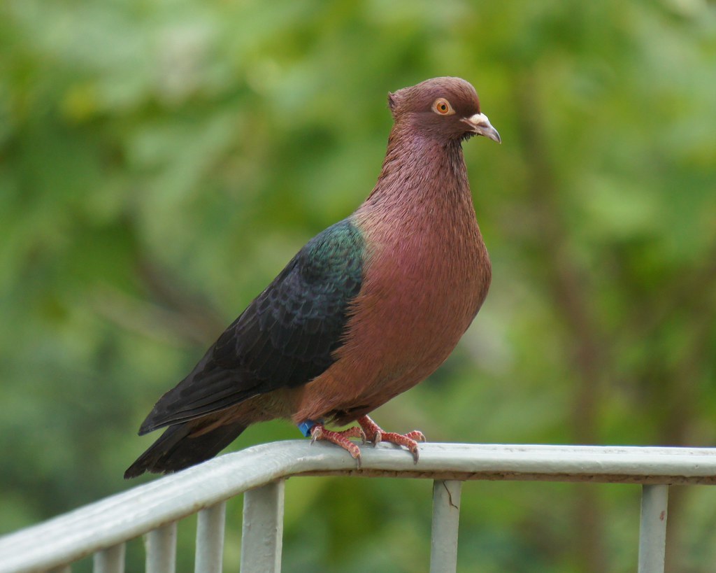 Archangel Pigeons-Most Beautiful Pigeon In The World
