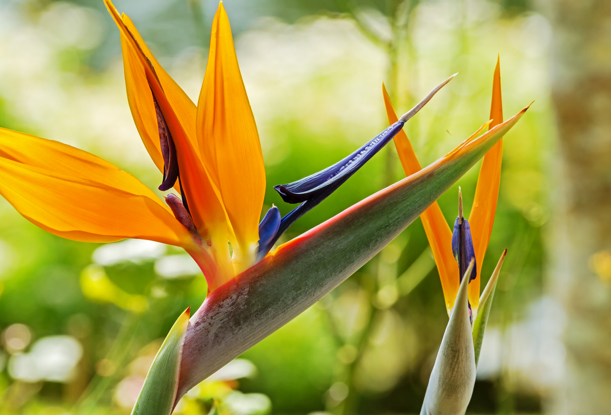 Bird of Paradise-Most Beautiful Flowers in the World (Pictures)