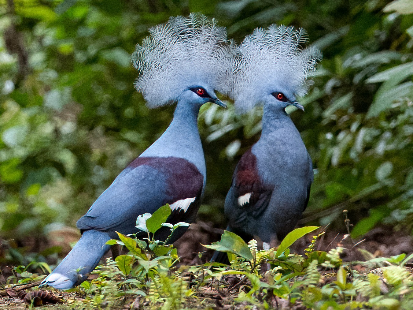 Blue Crowned Pigeon-Most Beautiful Pigeon In The World