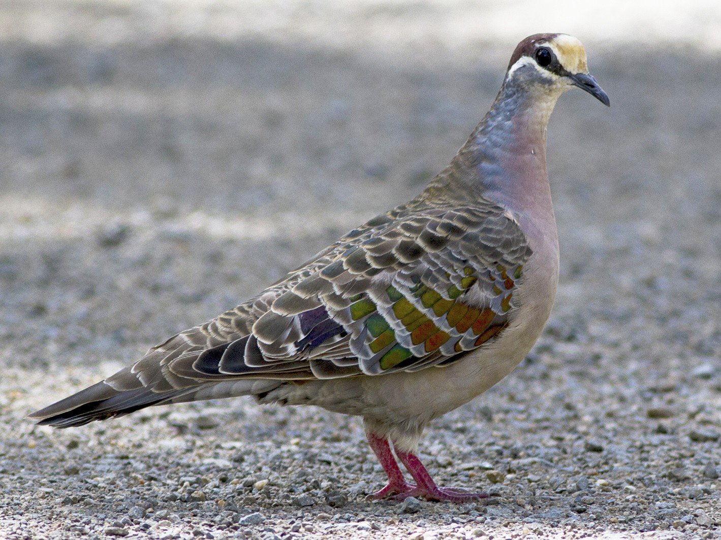 Bronzewing Pigeon-Most Beautiful Pigeon In The World