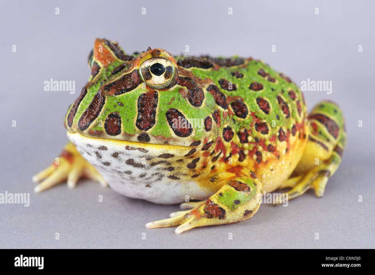 Cranwell's Horned Frog/Pacman Frog (Ceratophrys cranwelli)-Cute Frog Breeds and Their Stories