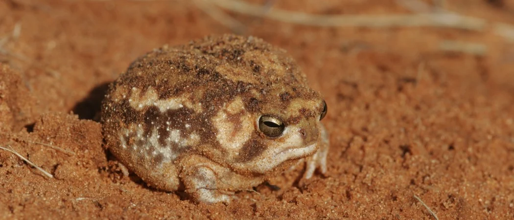 Desert Rain Frog (Breviceps macrops)-Cute Frog Breeds and Their Stories