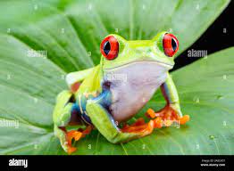 Red-Eyed Tree Frog (Agalychnis callidryas)-Cute Frog Breeds and Their Stories