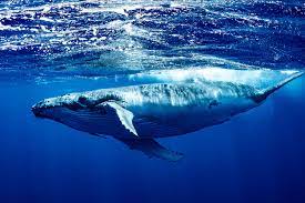 BIGGEST ANIMAL (BLUE WHALE)-Biggest Things in the World