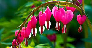 Bleeding Heart-Most Beautiful Flowers in the World (Pictures)