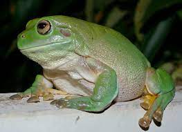 Australian Green Tree Frog (Ranoidea caerulea)-Cute Frog Breeds and Their Stories