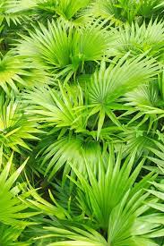 Saw Palmetto-Herbs for Thicker Hair Growth