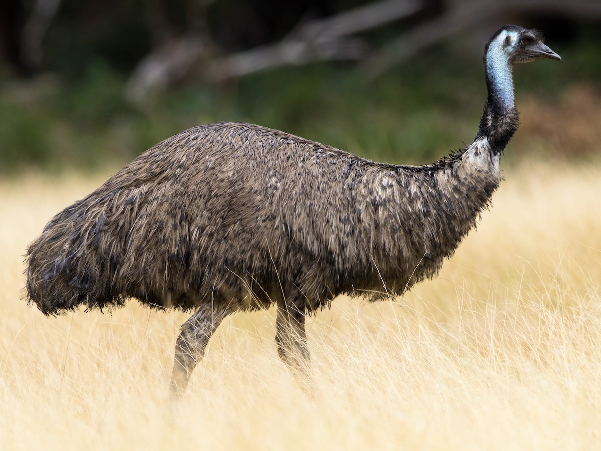 Emus-Biggest Birds In The World