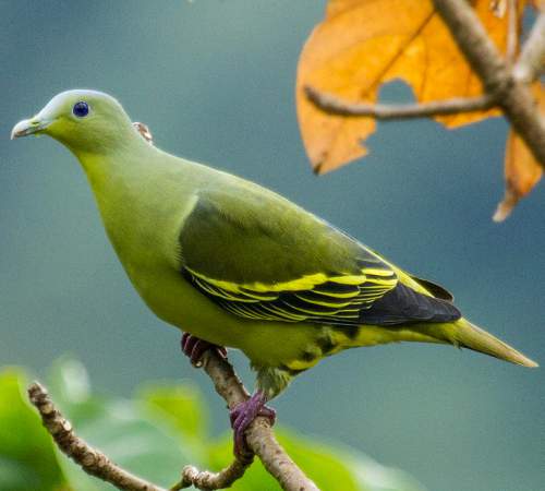 Green Pigeon-Most Beautiful Pigeon In The World
