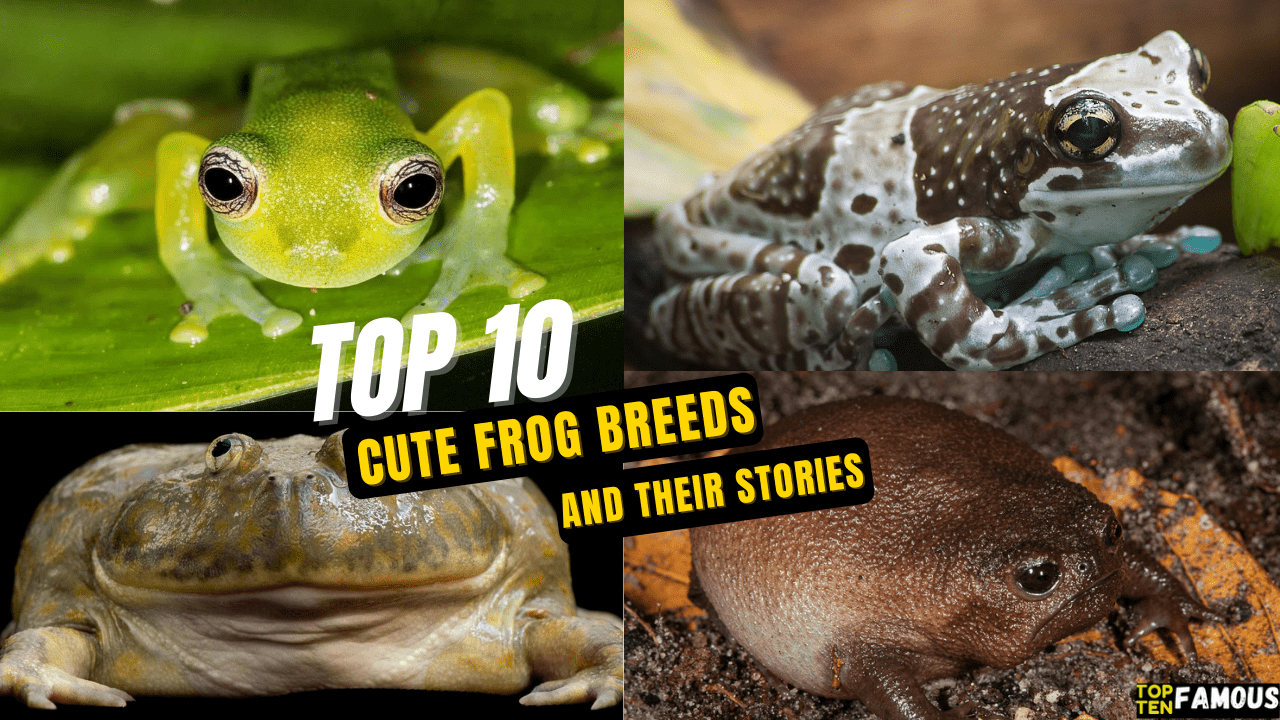 Top 10 Cute Frog Breeds and Their Stories