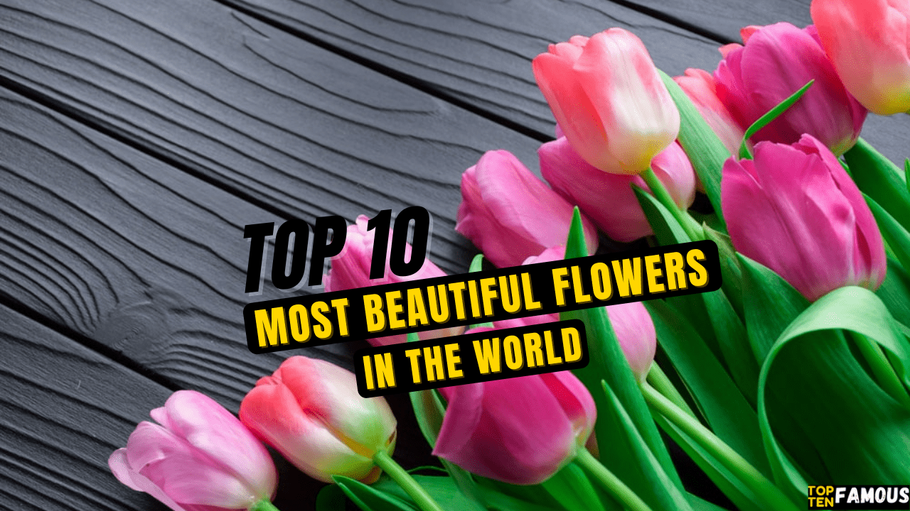 Top 10 Most Beautiful Flowers in the World (Pictures)