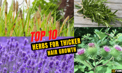 Top 10 Herbs for Thicker Hair Growth