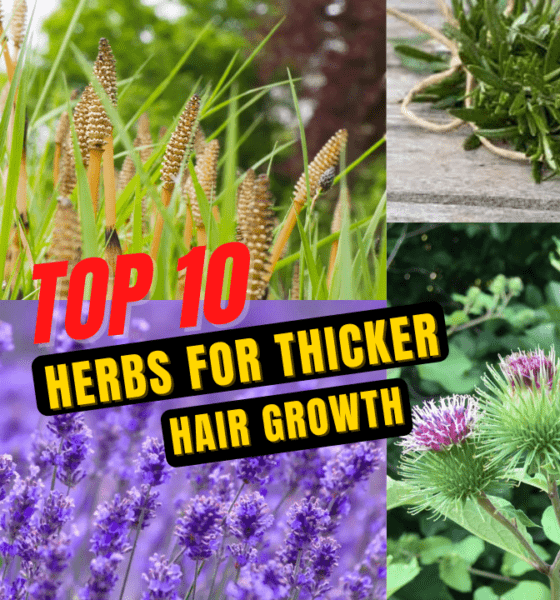 Top 10 Herbs for Thicker Hair Growth