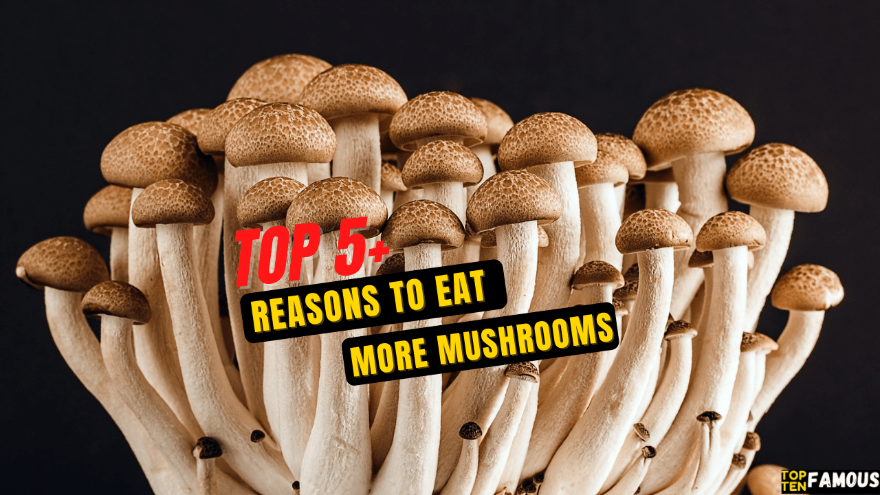 Top 5+ Reasons To Eat More Mushrooms!