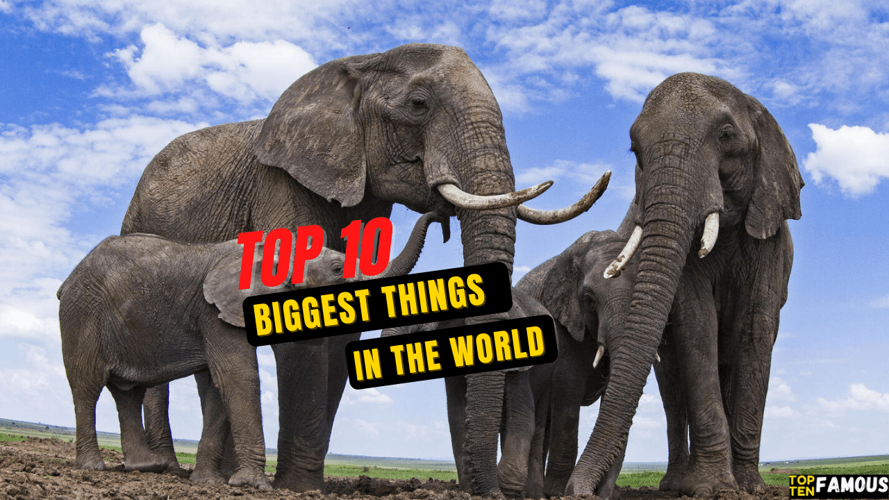 Top 10 Biggest Things in the World