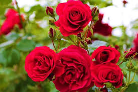 Rose-Most Beautiful Flowers in the World (Pictures)
