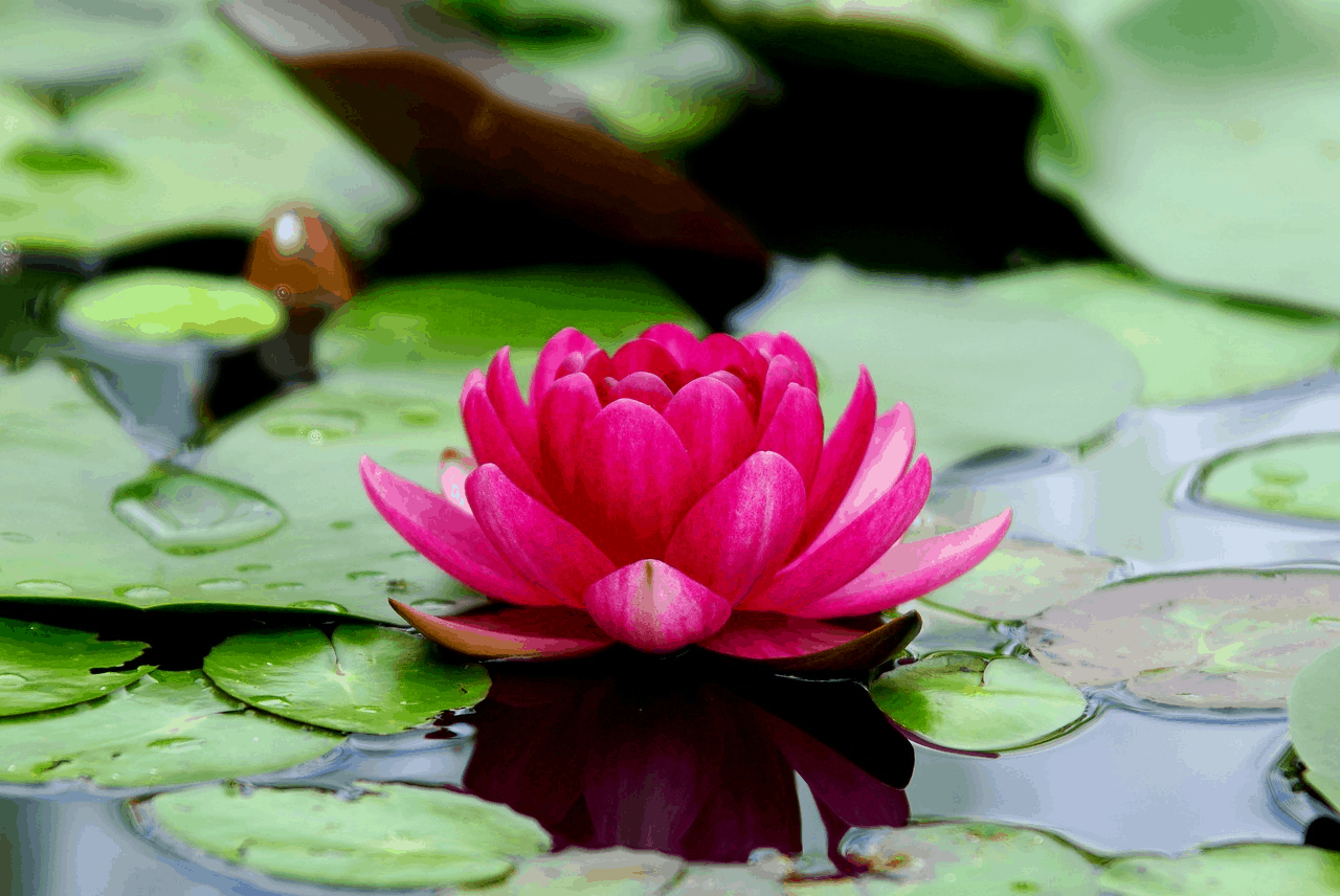 Lotus-Most Beautiful Flowers in the World (Pictures)