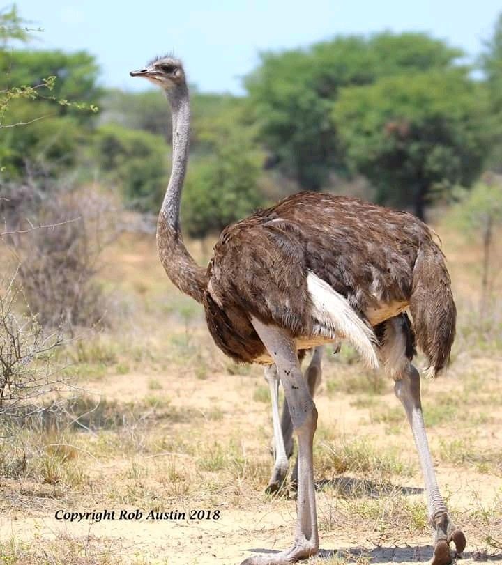 Ostriches-Biggest Birds In The World