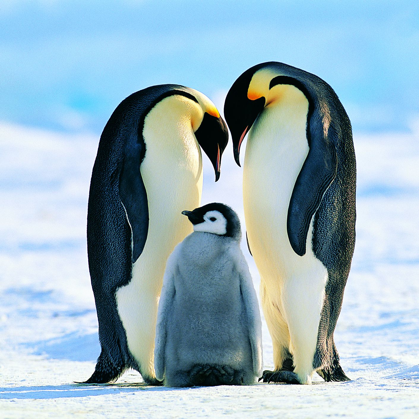 Penguins-Biggest Birds In The World