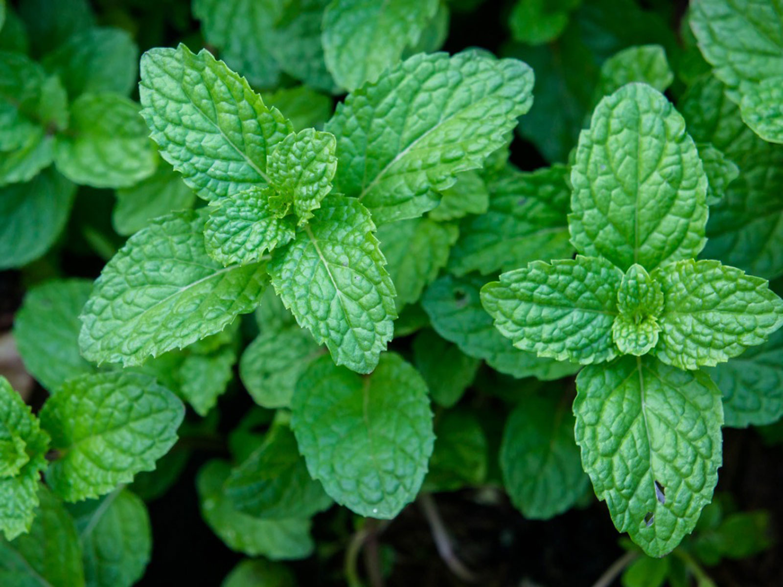 Peppermint-Herbs for Thicker Hair Growth