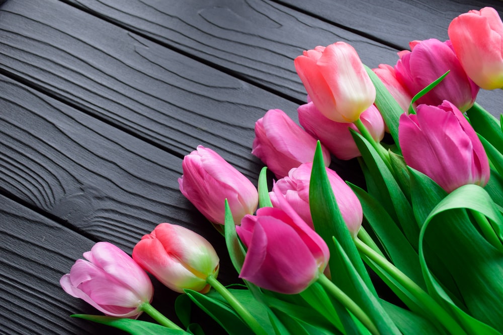 Tulips-Most Beautiful Flowers in the World (Pictures)