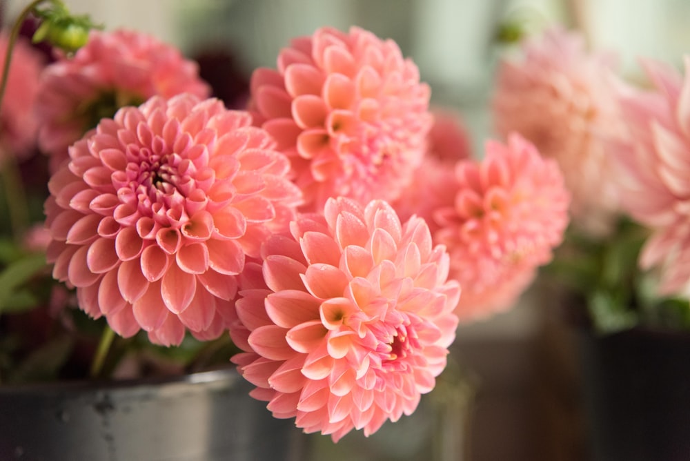 Dahlia-Most Beautiful Flowers in the World (Pictures)