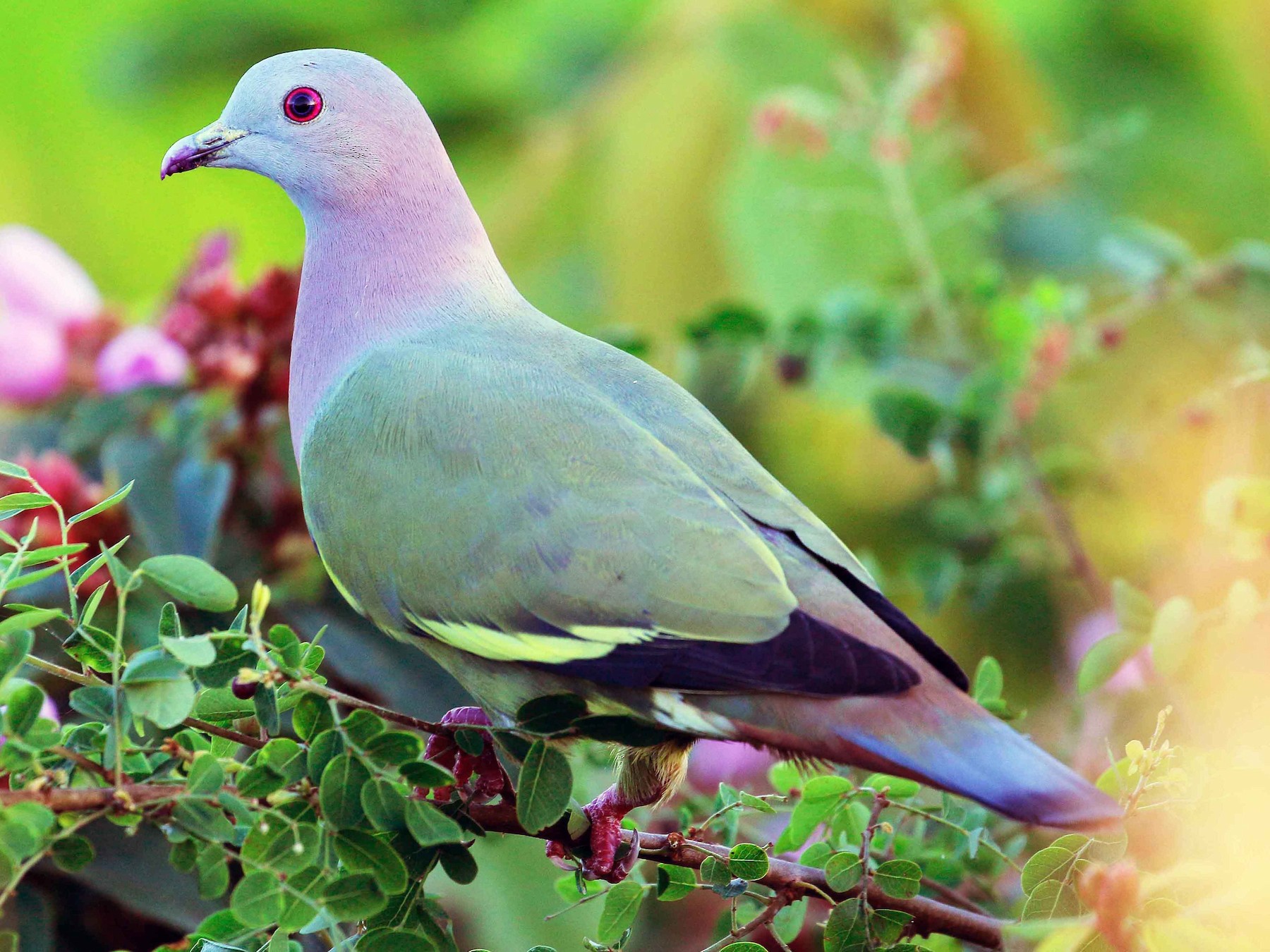 Pink-Necked Green Pigeon-Most Beautiful Pigeon In The World