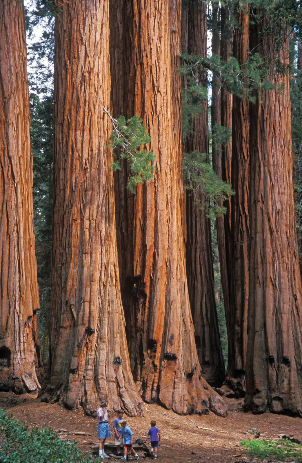 BIGGEST TREE (SEQUOIA TREES)-Biggest Things in the World