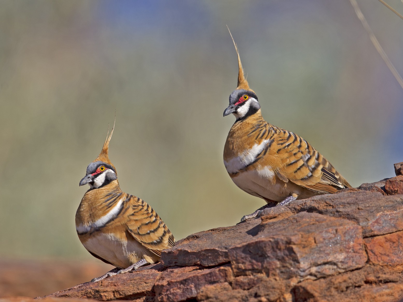 Spinifex Pigeon-Most Beautiful Pigeon In The World