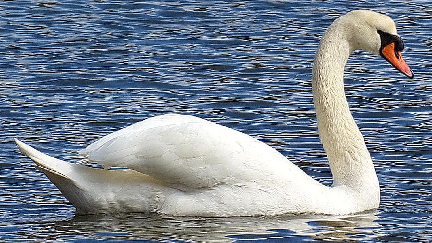 Swans-Biggest Birds In The World