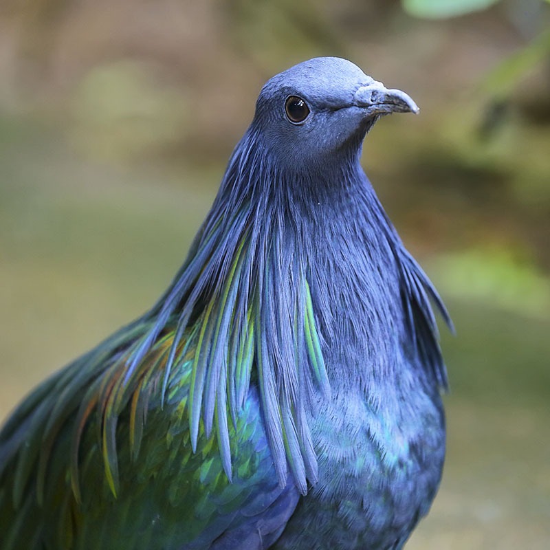 The Nicobar Pigeon-Most Beautiful Pigeon In The World