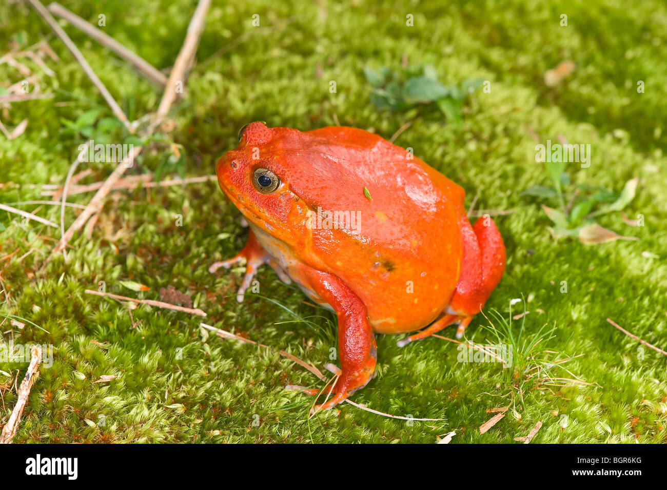 Tomato Frog (Dyscop-hus antongilii, guineti, and insularis)-Cute Frog Breeds and Their Stories