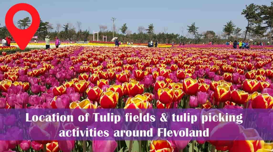 Tulip Fields of Flevoland Province - Best Tourist Attractions in Netherlands