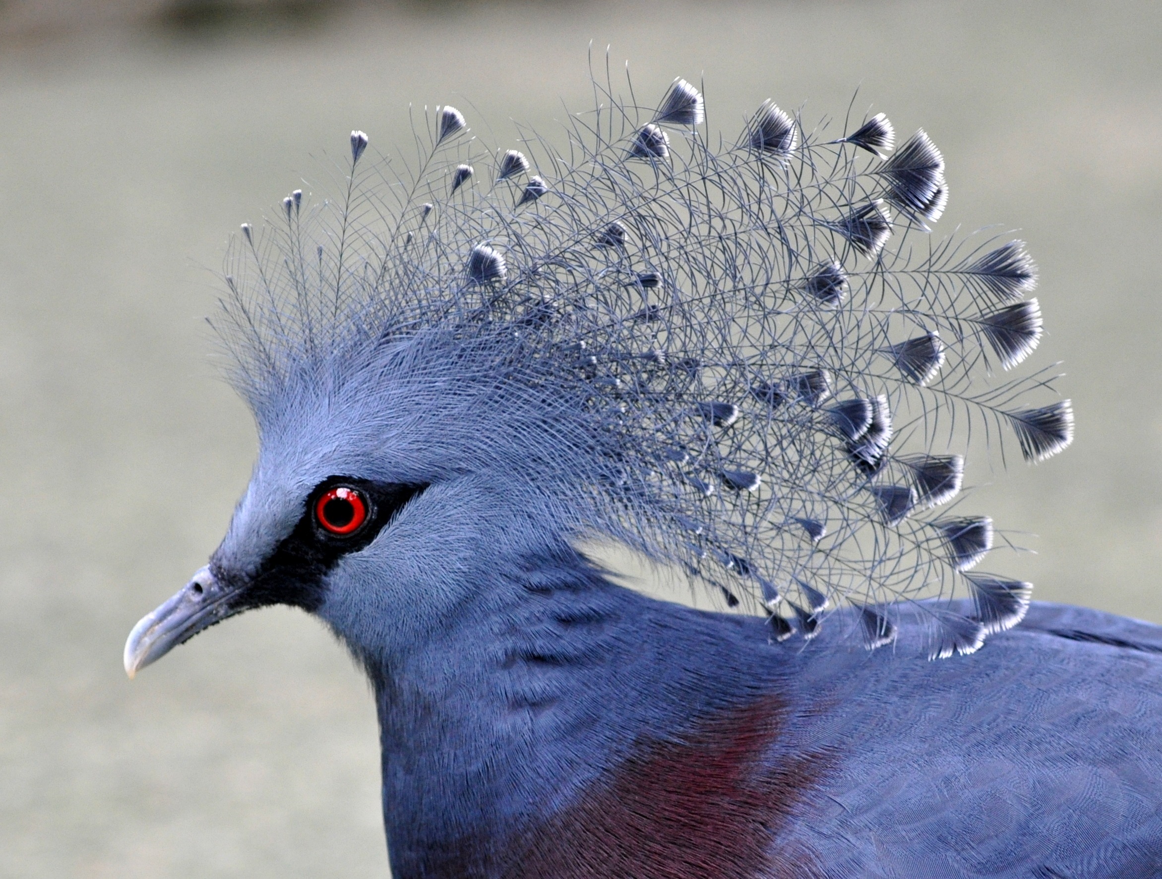 Victoria Crowned Pigeon-Most Beautiful Pigeon In The World
