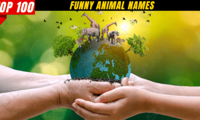 Top 100 Funny Animal Names