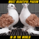 15 Most Beautiful Pigeon In The World