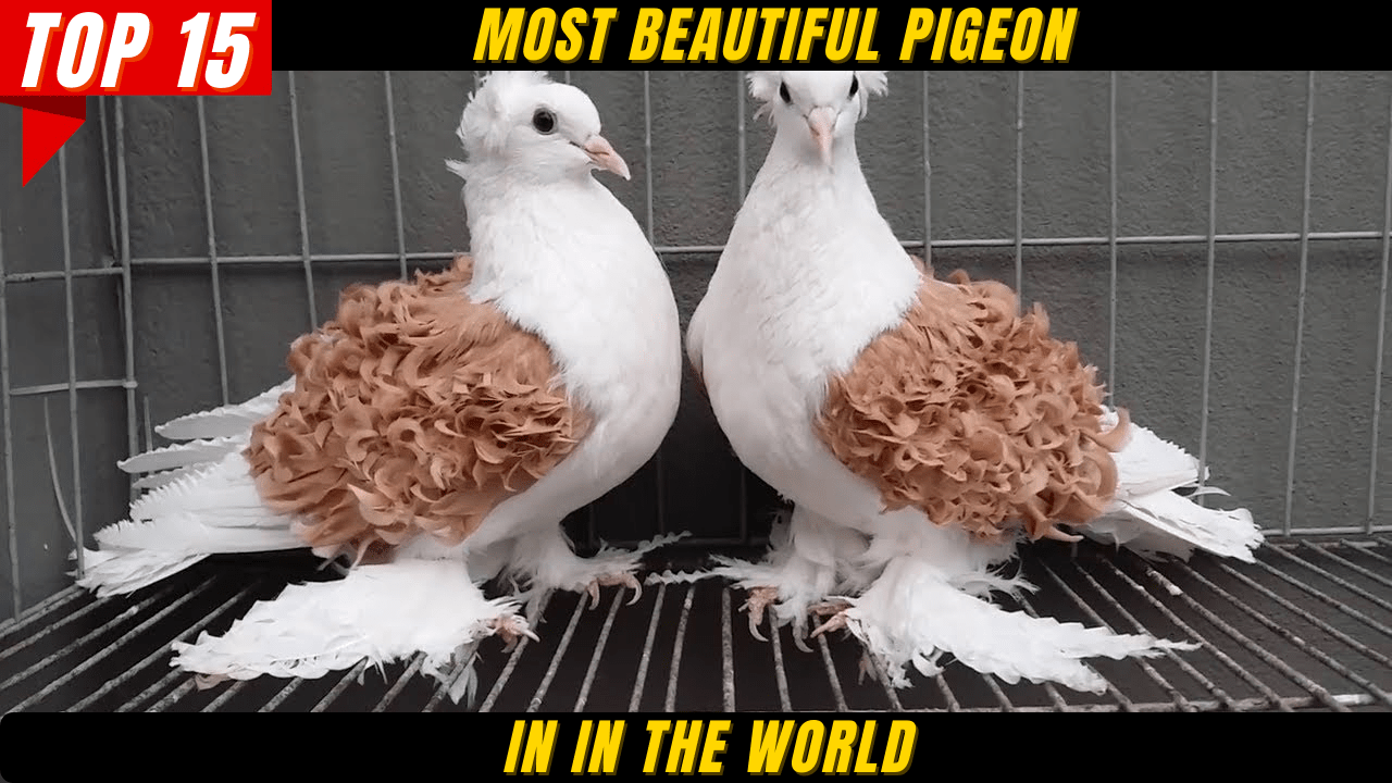 15 Most Beautiful Pigeon In The World