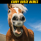 Top 100 Funny Horse Names