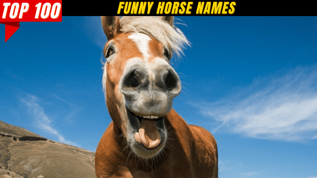 Top 100 Funny Horse Names