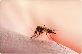Malaria-Worst Dangerous Diseases in the History