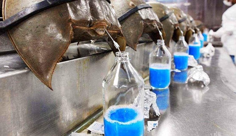 HORSESHOE CRAB BLOOD-Most Expensive Liquids in the world